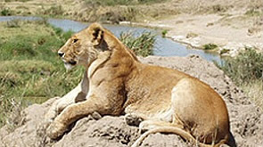 Safari Tanzania by Ebony Tours & Safaris