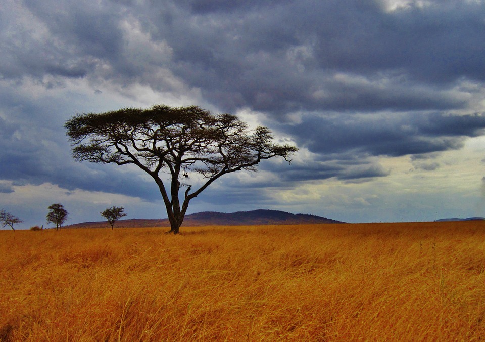 Serengeti