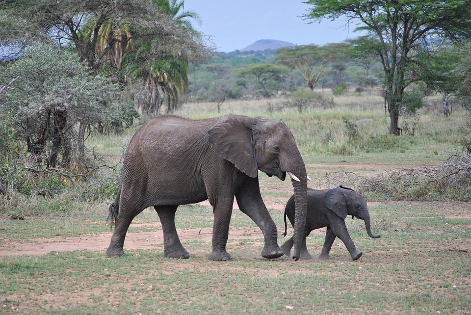 Elephant in Manayara