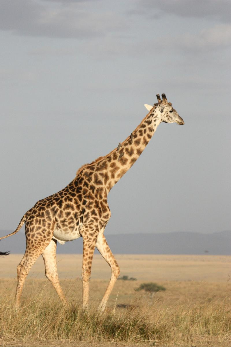 giraffe- northern tours